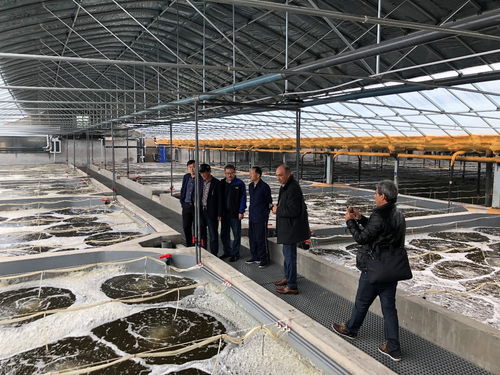 黄海水产研究所 对虾工厂化循环水高效生态养殖技术 入选2021年农业主推技术